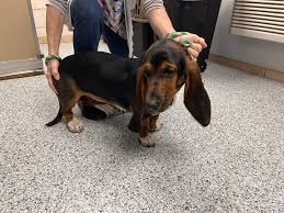 UPDATE: OWNER FOUND, DOG REUNITED...