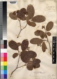 Image result for Psorospermum baumii