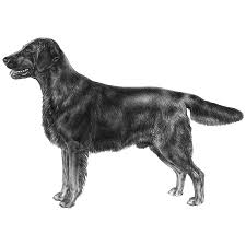 Image result for flat coated retrívr