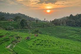 Menikmati Matahari Pagi Di Keindahan Panorama Terasering Sawah Nangklak