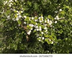Image result for Flueggea virosa