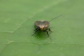 Image result for Bryotropha senectella