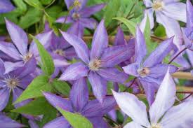 Image result for Clematis commutata