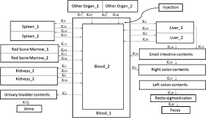 Maybe you would like to learn more about one of these? Biokinetic Model Created Based On Icrp Publication 128 22 Information Download Scientific Diagram