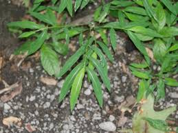 Image result for Microstegium fasciculatum