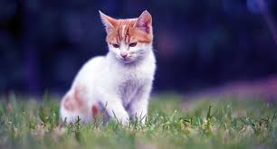 This is an uncommon cause of skin disease in cats. Five Common Cat Skin Problems That You Need To Know