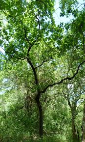 Image result for Diospyros loureiriana