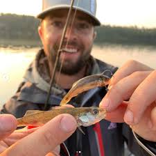 Triple dropshot rig, Freak of the week, Big bluegills disappearing
