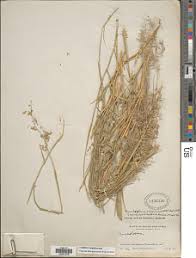 Image result for Melinis macrochaeta