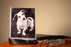 7 things your deceased pet wants you to know. Meaningful Ways Of Communicating With Pets After Death Lovetoknow