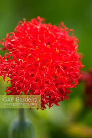 Image result for Kleinia abyssinica