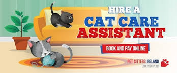 Even though your fur baby may hide or not want to play during a visit, the sitter is still responsible for feeding, watering, and cleaning the litter which is all included in the visit fee. Cat Sitting Services Cat Sitter Dublin Kildare Cork Galway More