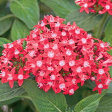 Image result for Pentas micrantha