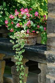 Wife Mother Gardener Birch Allee At Stan Hywet Hall Gardens Container Gardening Container Flowers Garden Containers