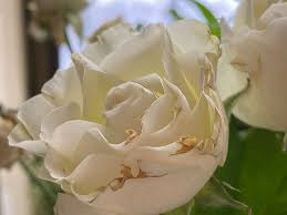 Download iphone 11 iphone 11 pro and max wallpapers. Iphone 11 Pro Max Wallpaper Hd Flowers Wallpapershit