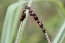 Image result for Hirpicium bechuanense