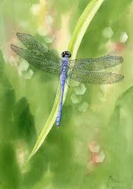 Black And Blue Dragonfly Meaning Blue Dragonfly Giclee Print Blue Dragonfly Dragonfly Dragonfly Art