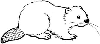 The free coloring sheets can be used by educators or simply by children who love beavers. Cute Beaver Coloring Page Coloring Sun