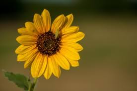Some aphids transmit plant viruses. What Animals And Bugs Are Attracted To Sunflowers