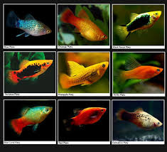 Platy Fish Life Span In 2020 Platy Fish Fish Tank Fish