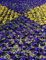 Maybe you would like to learn more about one of these? Pansy Flowers Flower Bed Purple Yellow Spring Nature Pattern Pikist