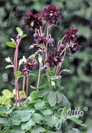 This variety was bred especially for cut flower production. Jelitto Staudensamen Aquilegia Vulgaris Var Stellata Plena Barlow Serie Black Barlow Portion En
