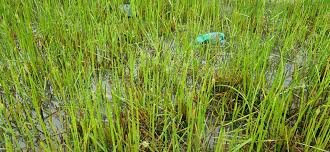 Image result for Eleocharis acutangula