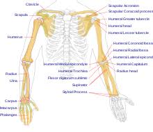 An upper arm muscle composed of 2 parts, a long head and a short head. Arm Wikipedia