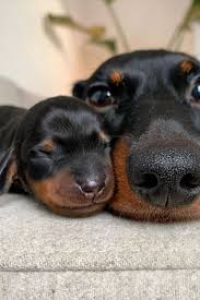 6 ways to show your dog love that they can understand dogspaceblog cute dogs and puppies cute dogs puppies