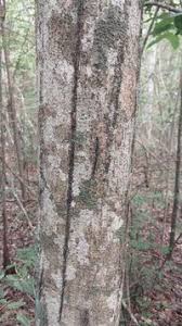 Image result for Trilepisium madagascariense