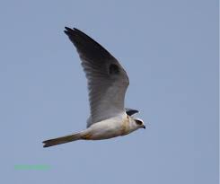 Black And White Birds In California White Tailed Kite While Widespread Through The Americas In General This Species Recently Split From The European Beautiful Birds Birds Southern California