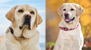 We pride ourselves on being a top quality kennel and the breeder of your new best friend and family member. English Labrador Vs American Labrador What S The Difference