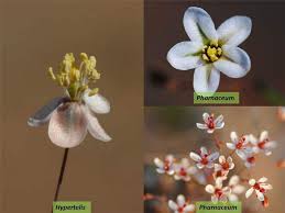 Image result for Hypertelis