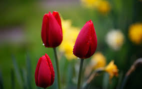 Click Image For Safe Download Desktop Beautiful Wallpapers Flower Seeds Red Tulips Flower Images Hd