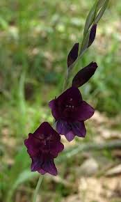 Image result for Gladiolus unguiculatus