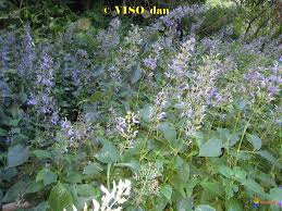 Image result for Mimulopsis runssorica