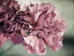 Mauve Carnations Carnation Wedding Flower Names Carnations