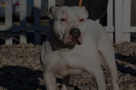 Pitbull terriers near me rescue. New York Bully Crew