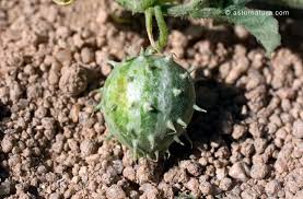 Image result for Cucumis myriocarpus