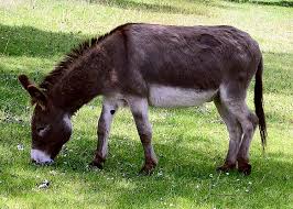 Donkey Wikipedia