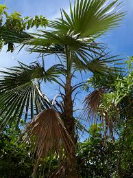 Image result for Coccothrinax