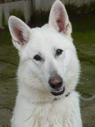 While german shepherds for sale have been around for a while, this breed's traits weren't formally standardized until color:the most recognizable color of german shepherd puppies for sale is solid black and tan. Pin By Brandi Ciano On Puppies White German Shepherd German Shepherd Dogs German Shepard Puppies