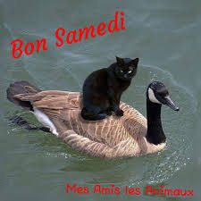 https://encrypted-tbn0.gstatic.com/images?q=tbn:ANd9GcTPsAM5V3RNKFCiPw4bWJnZihFWzJDf1NYJyA&s