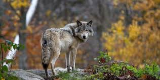 (m) means that a noun is masculine. 310 Wolf Names Male Female Famous Alpha Names With Meaning All Things Dogs