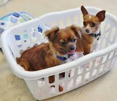 Where to get a puppy. Meet Truffle Hopper Bonded Pair Of Chihuahua Shih Tzu Mix Dogs Available For Adoption In Fairmont Mn Chihuahua Shih Tzu Mix Adoption