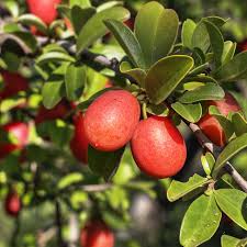 Image result for Ximenia