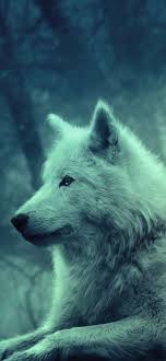 White wolf wallpapers we have about (282) wallpapers in (1/10) pages. White Wolf In 2021 Wolf Wallpaper Wild Animal Wallpaper Animals