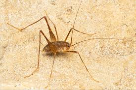 Image result for Triumfetta tenuipedunculata