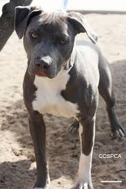 Pitbull Dog Grey And White Pitbull Dog Grey Pitbull American Pitbull Terrier
