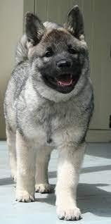 Elkhound Nz Zephyr Our 11 Week Old Norwegian Elk Hound Elkhound Puppies Norwegian Elkhound Hound Puppies